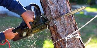 How Our Tree Care Process Works  in  Lake Ridge, VA