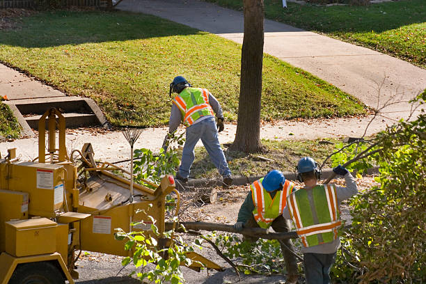 Professional Tree Removal in Lake Ridge, VA