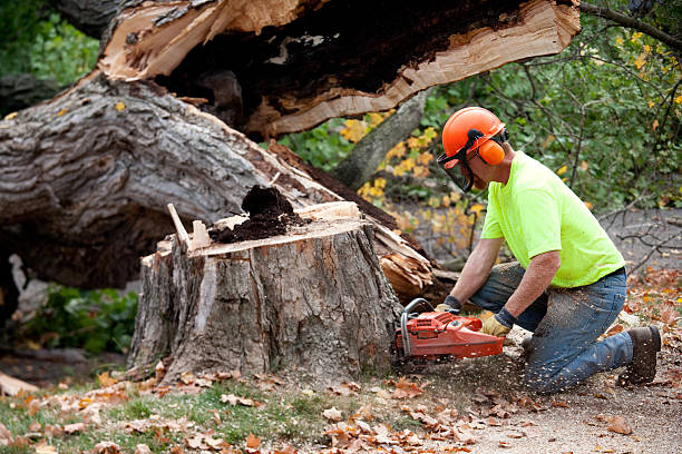 Best Tree Trimming and Pruning  in Lake Ridge, VA